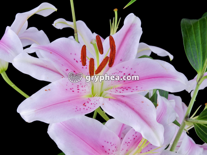 Lys - Fleur épanouie - gryphea.com